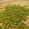 2012 new crop small green mung bean,Hebei origin